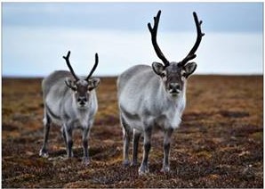 Jan Kavan: Svalbard 2017