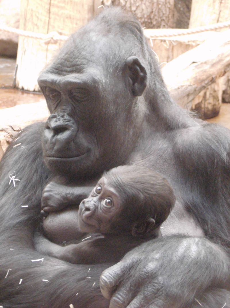 Gorilí rodina pražské ZOO